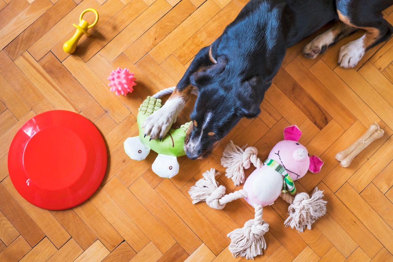 A black dog playing with various colorful toys on a wooden floor indoors.