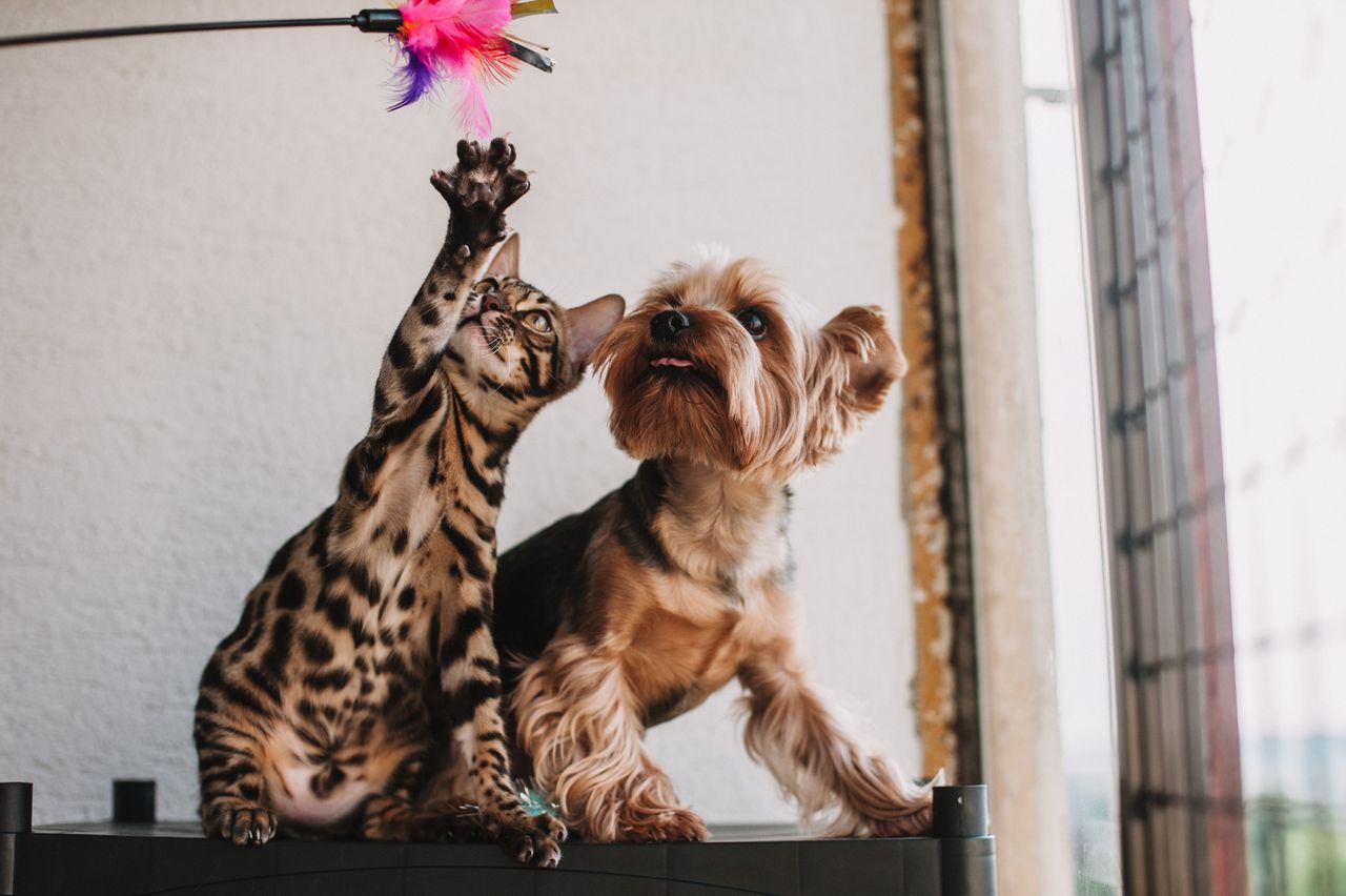 Mastering the First Impression: Your intriguing post title goes here A Bengal cat and Yorkshire Terrier playfully reach for a feathered toy indoors.