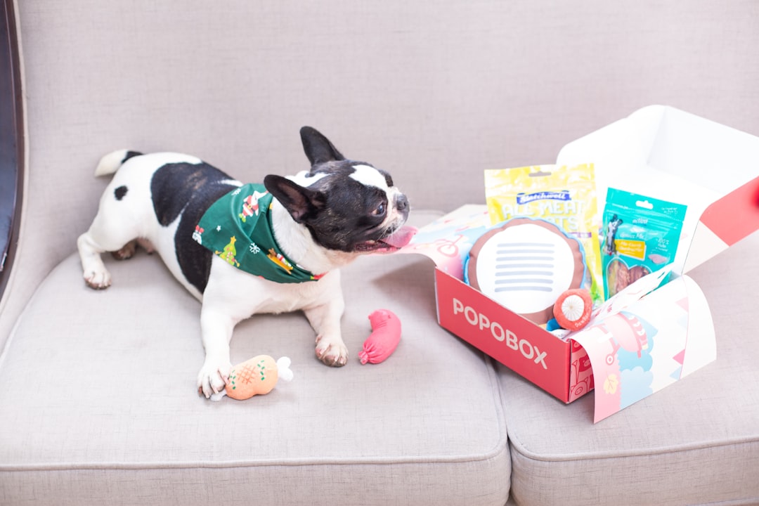 dog-with-a-box-of-toys-and-treats-ygxj93z5onw