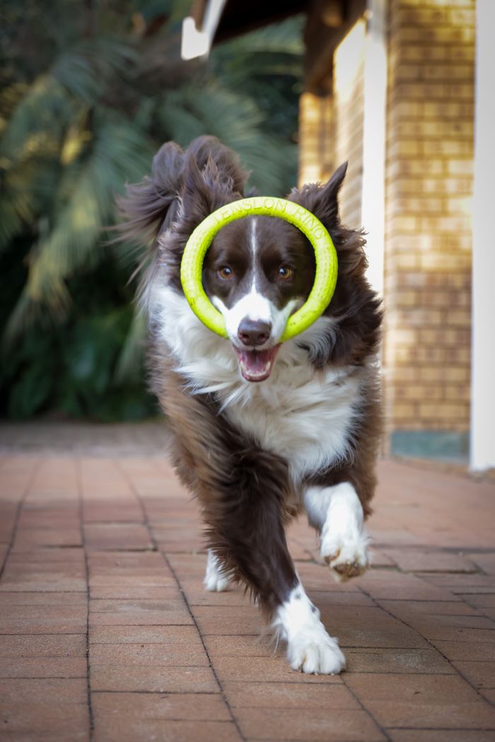 A playful border collie running with a toy ring on a patio.