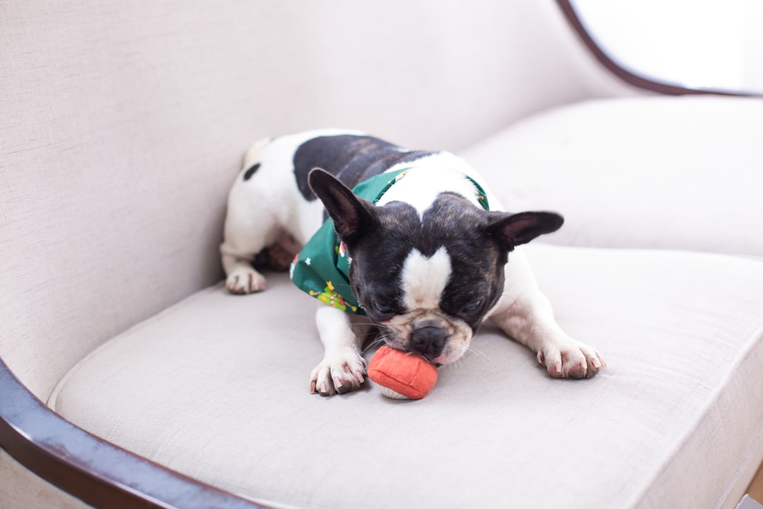 Crafting Captivating Headlines: Your awesome post title goes here french-bulldog-playing-with-a-toy-on-a-couch-t-iicjff-zy
