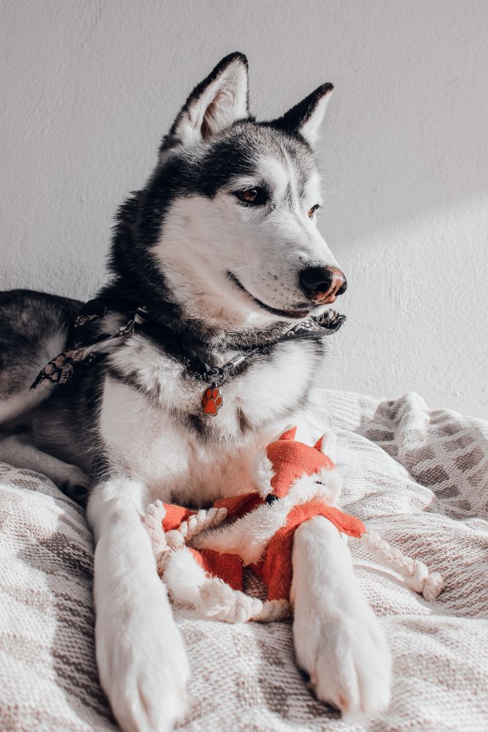 A Siberian Husky dog resting indoors with a plush toy, captured in natural light.