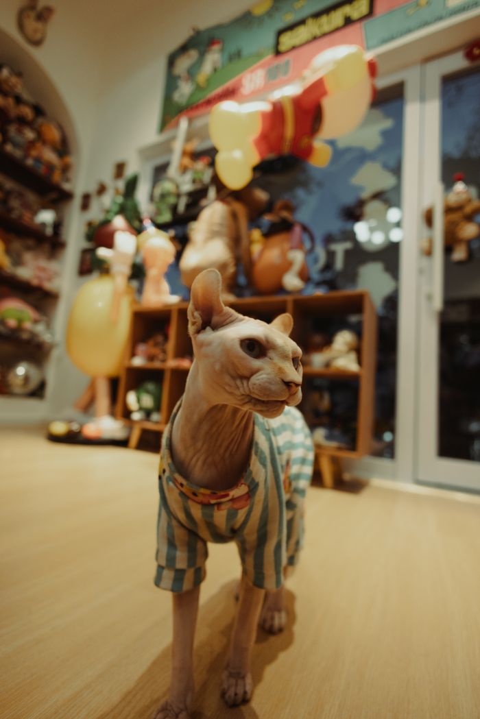 A Sphynx cat wearing a striped shirt stands in a colorful room filled with toys and decorations.